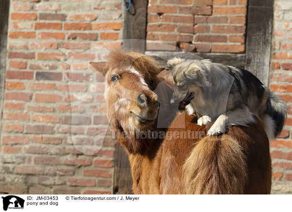 pony and dog / JM-03453