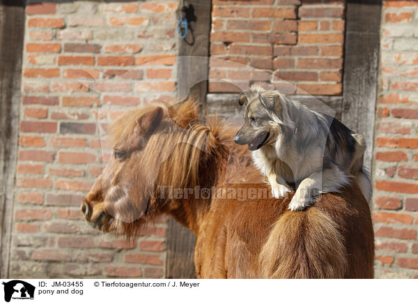 Pony und Hund / pony and dog / JM-03455