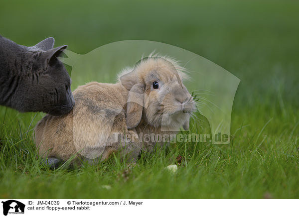 Katze und Zwergwidder / cat and floppy-eared rabbit / JM-04039