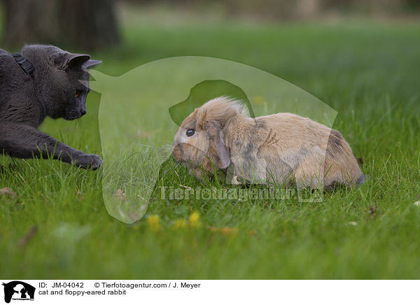 Katze und Zwergwidder / cat and floppy-eared rabbit / JM-04042