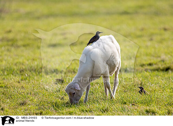 Tierfreundschaft / animal friends / MBS-24493