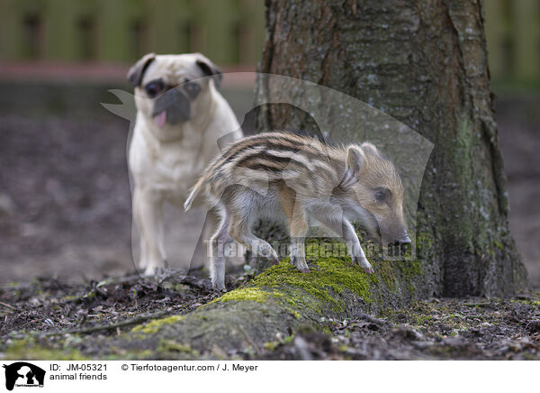 Tierfreundschaft / animal friends / JM-05321