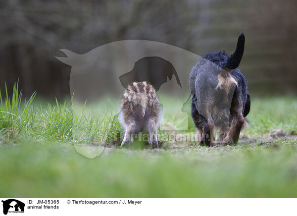 Tierfreundschaft / animal friends / JM-05365