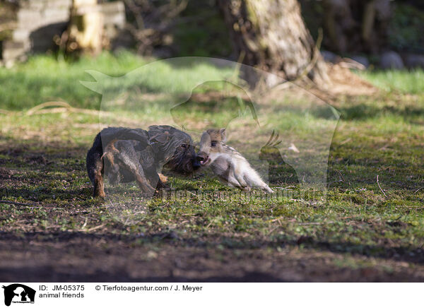 animal friends / JM-05375