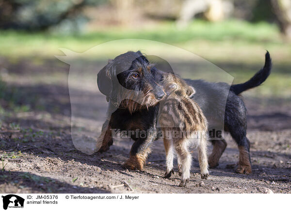 animal friends / JM-05376