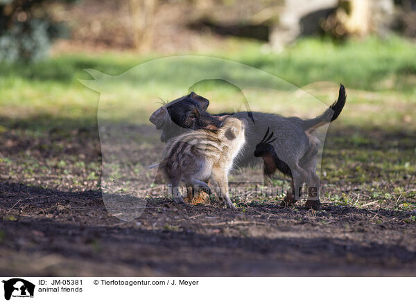 animal friends / JM-05381