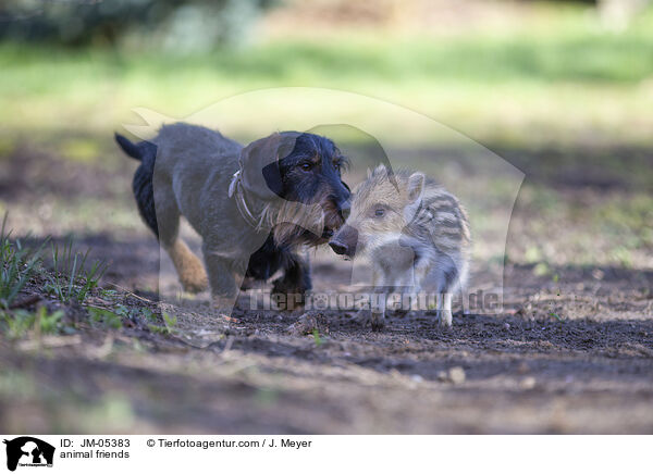 Tierfreundschaft / animal friends / JM-05383