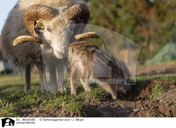 Tierfreunde / animal friends / JM-05386