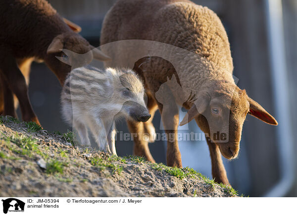 animal friends / JM-05394