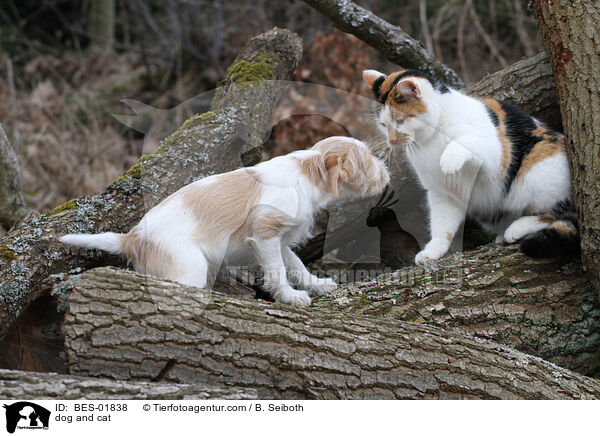 dog and cat / BES-01838