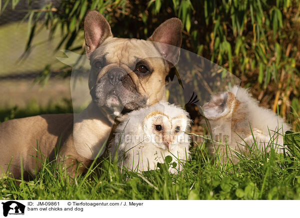 barn owl chicks and dog / JM-09861