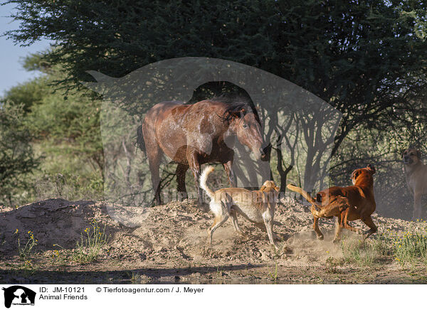 Animal Friends / JM-10121