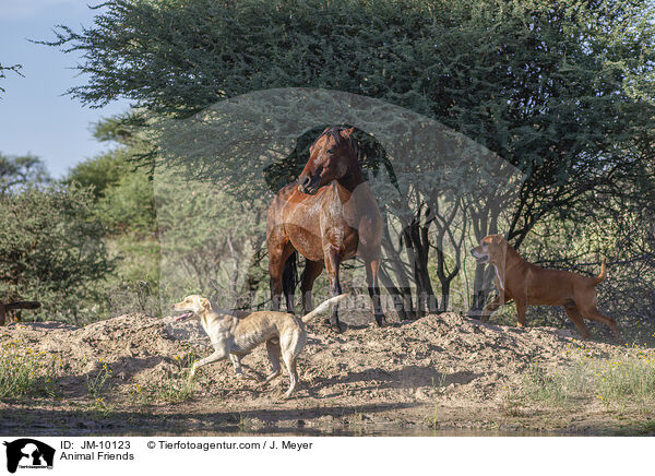 Animal Friends / JM-10123