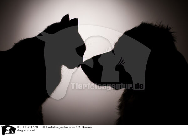 dog and cat / CB-01770