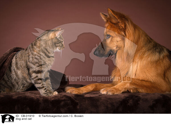 dog and cat / CB-01910