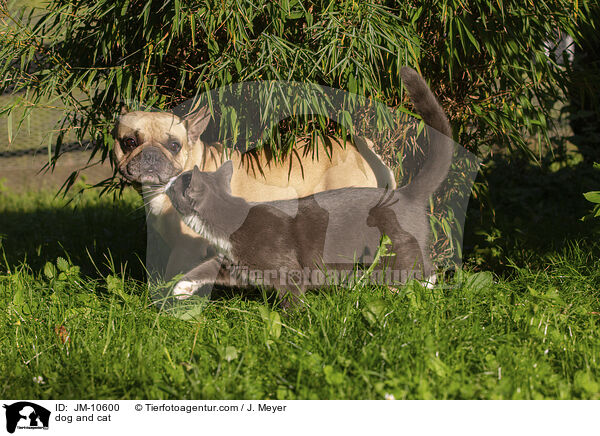 dog and cat / JM-10600