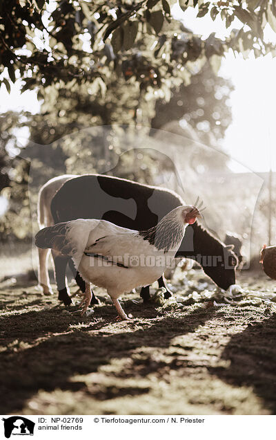 Tierfreundschaft / animal friends / NP-02769