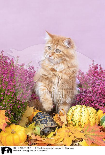 German Longhair and tortoise / KAB-01552