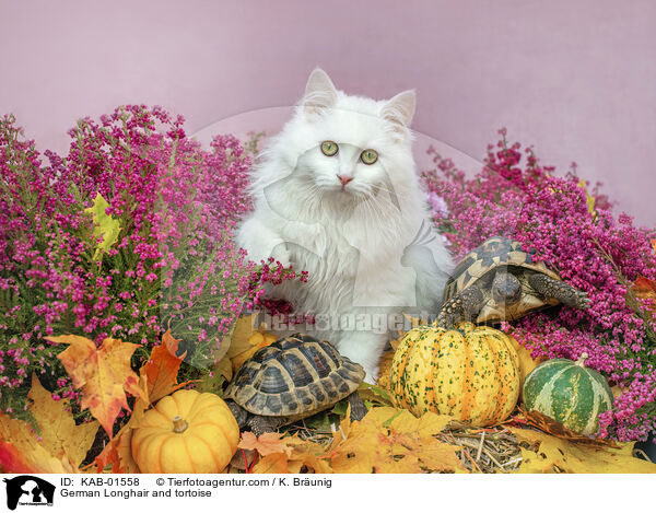 Deutsch Langhaar und Schildkrte / German Longhair and tortoise / KAB-01558