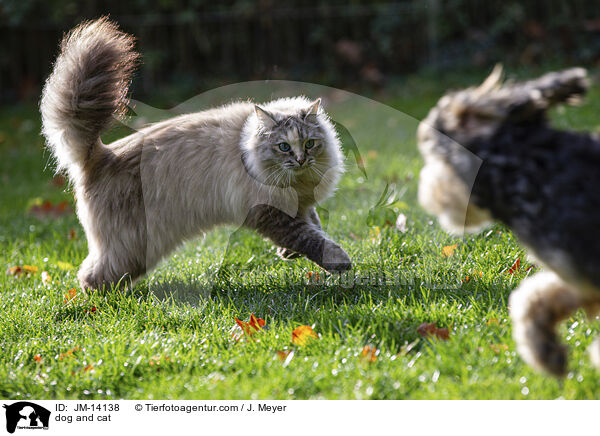 Hund und Katze / dog and cat / JM-14138