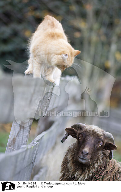 young Ragdoll and sheep / JM-14234