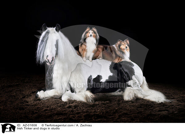 Irish Tinker and dogs in studio / AZ-01608