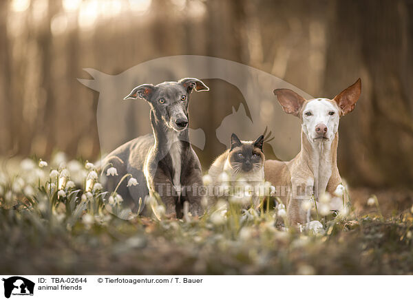 Tierfreundschaft / TBA-02644