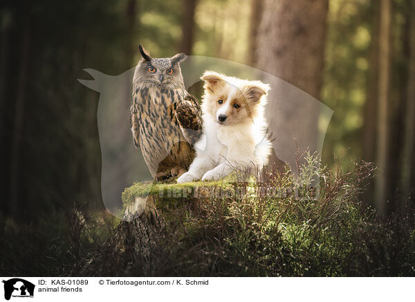 animal friends / KAS-01089