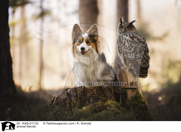 animal friends / KAS-01132