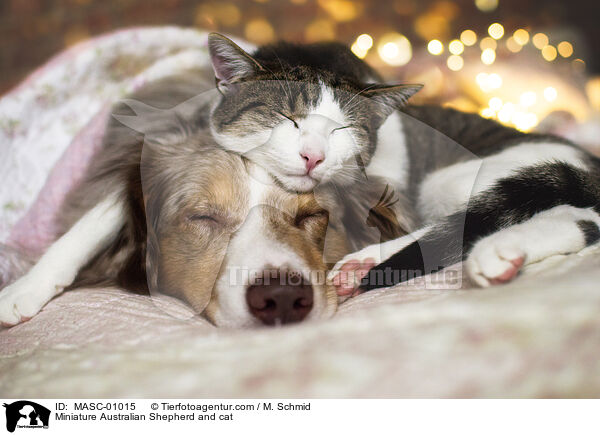 Miniature Australian Shepherd and cat / MASC-01015