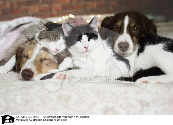 Miniature Australian Shepherd und Katze / Miniature Australian Shepherd and cat / MASC-01048