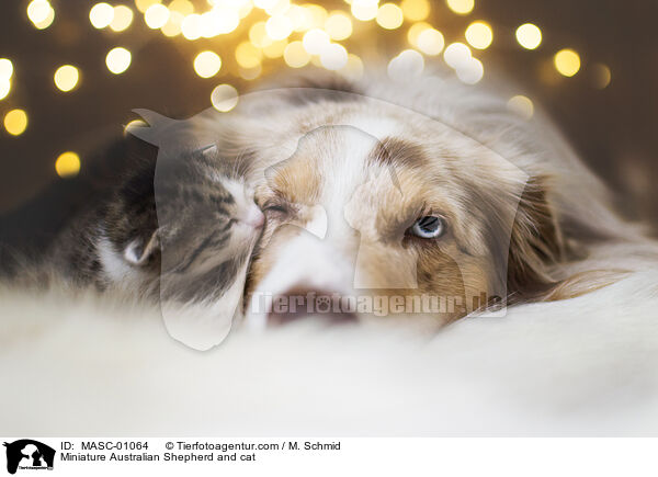 Miniature Australian Shepherd and cat / MASC-01064