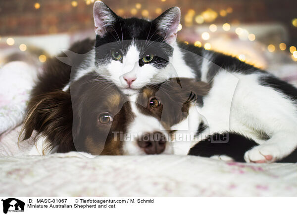 Miniature Australian Shepherd and cat / MASC-01067