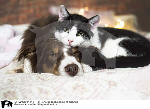 Miniature Australian Shepherd and cat / MASC-01111