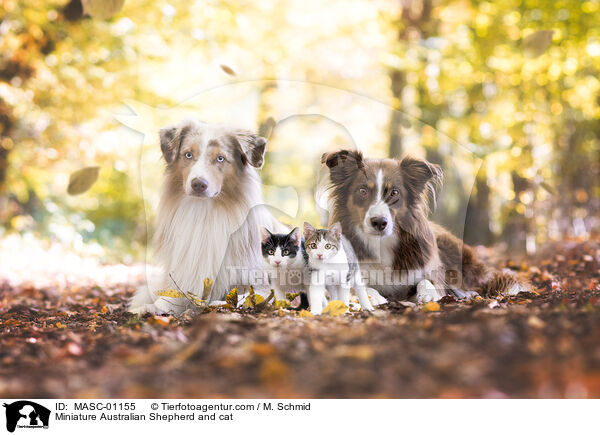 Miniature Australian Shepherd and cat / MASC-01155