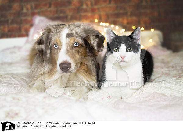 Miniature Australian Shepherd and cat / MASC-01160
