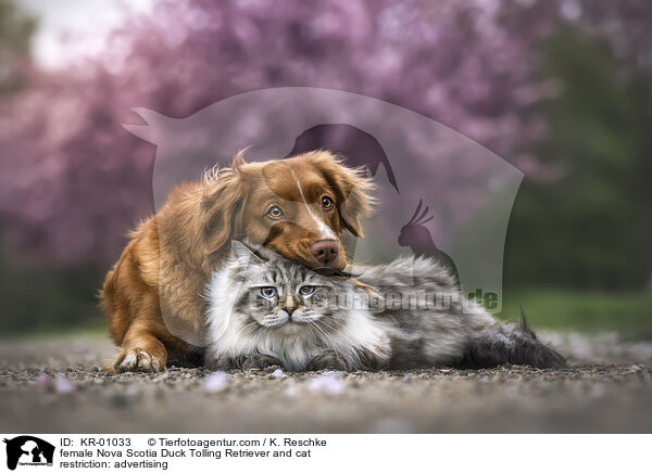 female Nova Scotia Duck Tolling Retriever and cat / KR-01033
