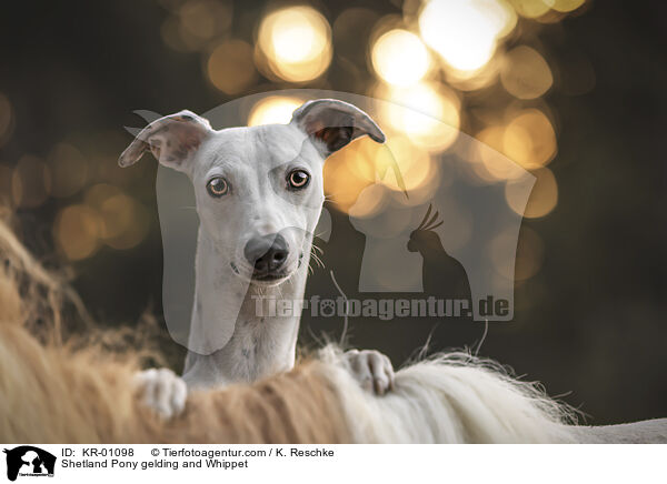 Shetland Pony gelding and Whippet / KR-01098