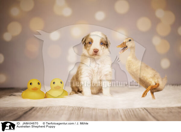 Australian Shepherd Welpe / Australian Shepherd Puppy / JAM-04670