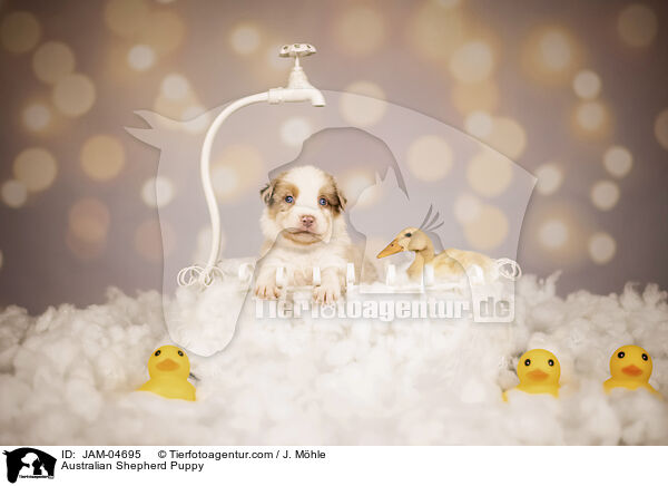 Australian Shepherd Welpe / Australian Shepherd Puppy / JAM-04695