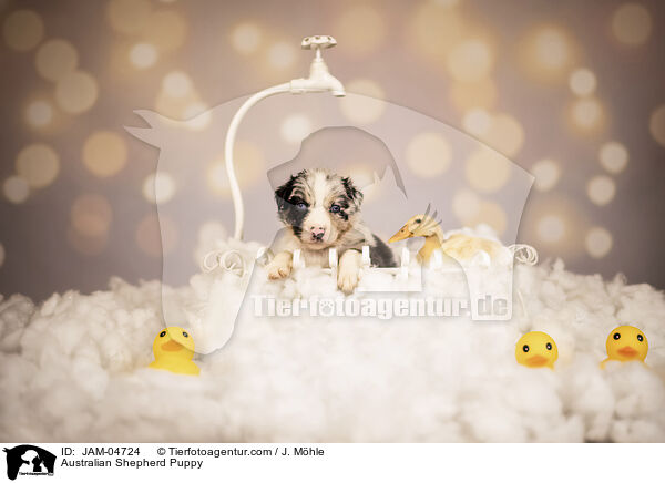 Australian Shepherd Welpe / Australian Shepherd Puppy / JAM-04724