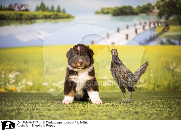 Australian Shepherd Welpe / Australian Shepherd Puppy / JAM-04747