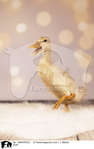 duck / JAM-05033