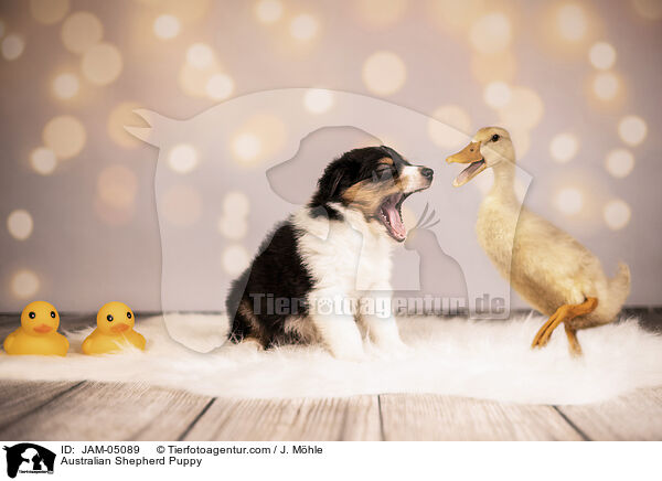 Australian Shepherd Welpe / Australian Shepherd Puppy / JAM-05089