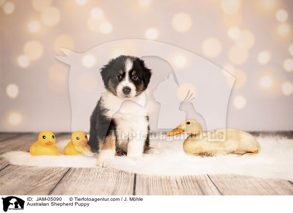 Australian Shepherd Puppy / JAM-05090