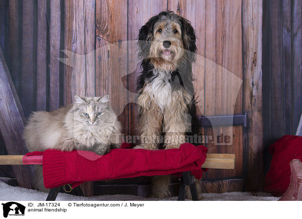 animal friendship / JM-17324