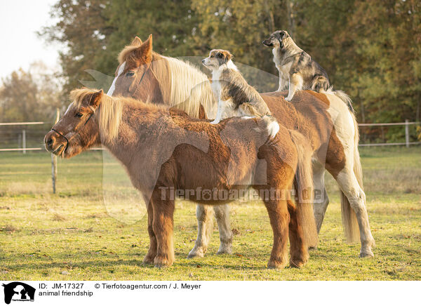 animal friendship / JM-17327