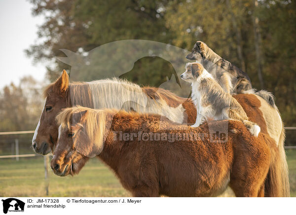animal friendship / JM-17328