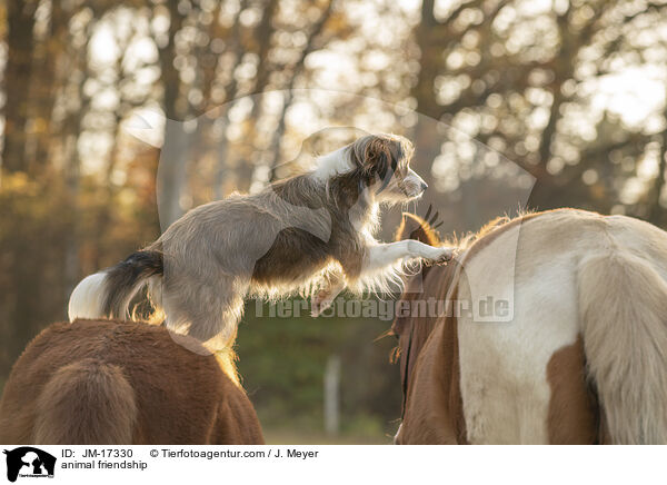 animal friendship / JM-17330