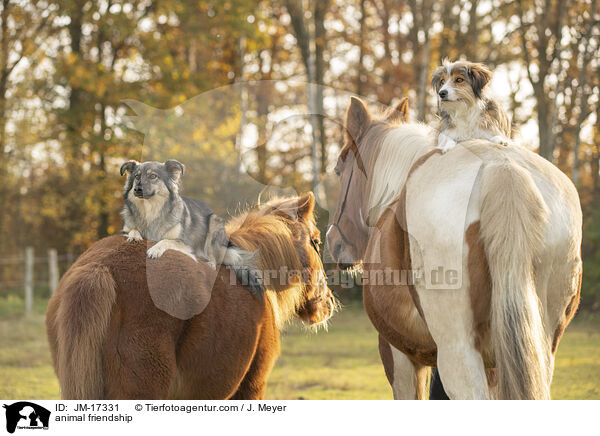 animal friendship / JM-17331